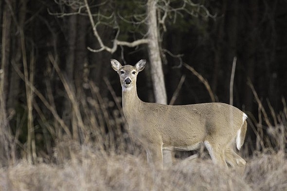 The Missouri Department of Conservation reports 16,032 deer were harvested during the antlerless portion of the 2022 deer season from Dec. 3-11. Top harvest counties were Callaway, Pike and Macon. (Photo courtesy of MDC)