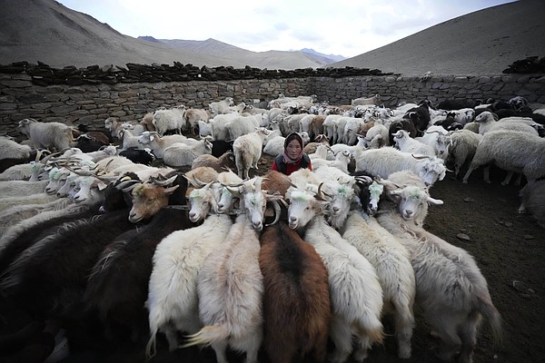 Ladakh herders endeavor to save future on climate frontier - Chattanooga Times Free Press