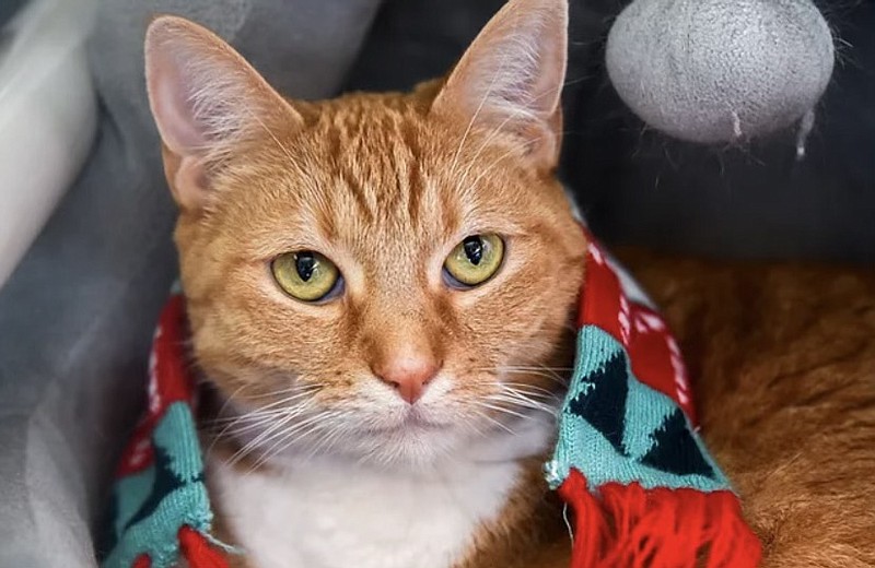 Contributed photo by Pet Placement Center / Pumpernickel is a sweet but shy orange tabby cat who was adopted from the Pet Placement Center as a kitten and returned six years later when her adopter became homeless. She has been waiting for a new home since July.