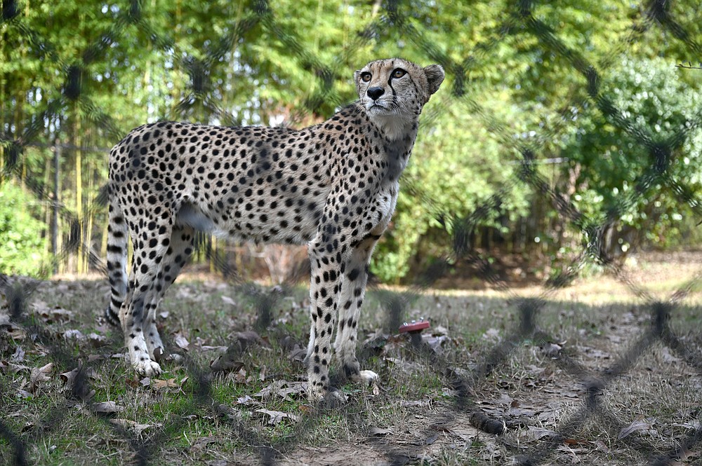 Little Rock Zoo The Arkansas DemocratGazette Arkansas' Best News