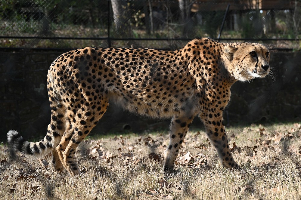 Little Rock Zoo The Arkansas DemocratGazette Arkansas' Best News Source