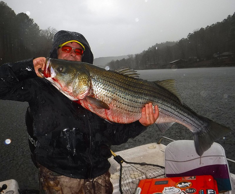 WV's Mount Storm Lake becoming a hotspot for striper fishing, Hunting &  Fishing