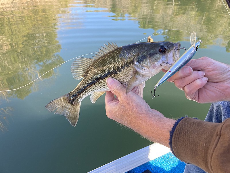 Jerk baits get all three black bass species — largemouth, smallmouth and spotted bass — to bite. (NWA Democrat-Gazette/Flip Putthoff)