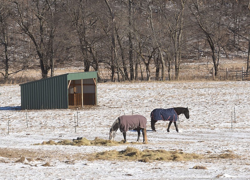 Horses wear blankets on Saturday Dec. 24 2022 while grazing in a snow-covered pasture along Price Coffee Road near Bentonville. (NWA Democrat-Gazette/Flip Putthoff)