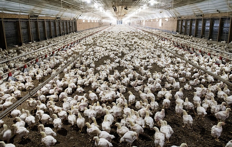 This file photo of a commercial poultry house at the Arkansas Agricultural Experiment Station's Savoy Research Complex shows 21-day-old broiler chickens. (Special to The Commercial/Fred Miller/University of Arkansas System Division of Agriculture)