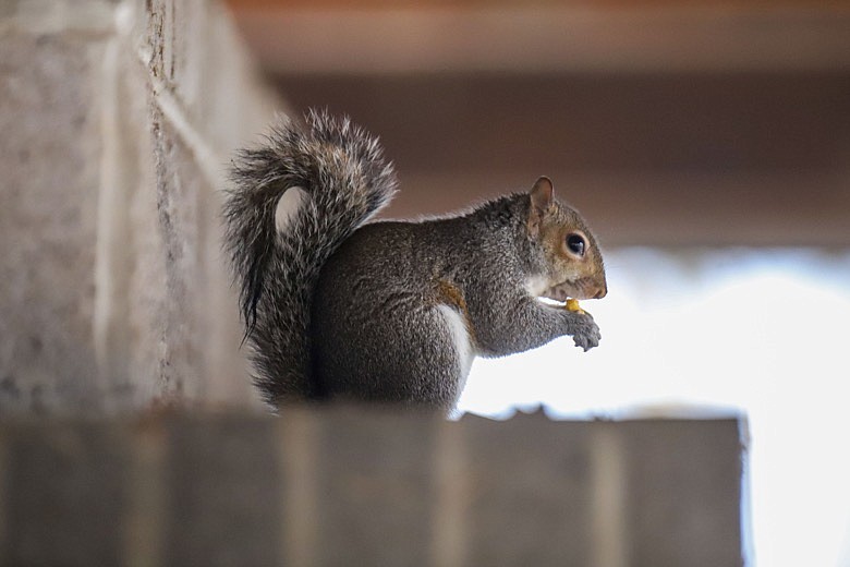 Staff photo by Olivia Ross  / A squirrel takes shelter under a picnic area at the Tennessee Riverpark to eat on a rainy Sunday, January 8, 2023.