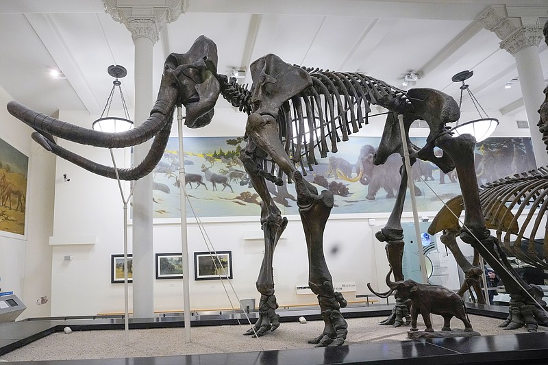 A skeleton of Mammuthus, the mammoth, is on display at the American Museum of Natural History, Friday, Jan. 13, 2023, in New York. The mammoths were larger than their relatives the wooly mammoths and lacked their long hair. (AP Photo/Mary Altaffer)