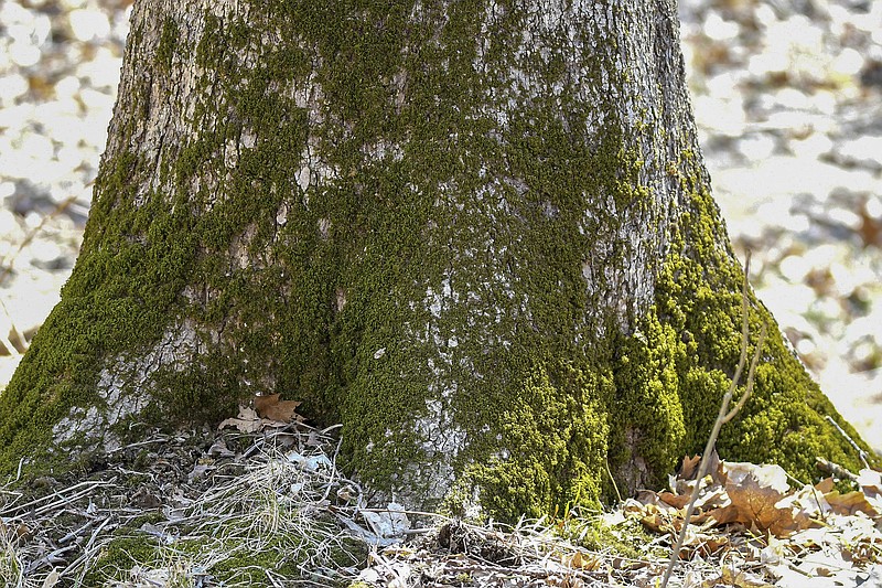 Lichen, Algae, and Moss on Trees  University of Maryland Extension