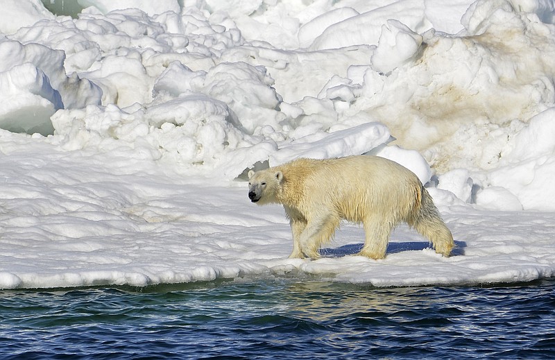 FILE - In this June 15, 2014, file photo released by the U.S. Geological Survey, a polar bear dries off after taking a swim in the Chukchi Sea in Alaska. (Brian Battaile/U.S. Geological Survey via AP, File)