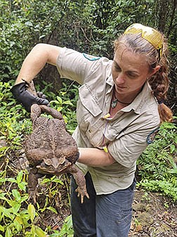 Kylee Gray, a ranger at Conway National Park in Queensland, Australia, holds a giant cane toad that she spotted Jan. 12. Introduced to Queensland in 1935 to help control cane beetles, cane toads have become one of the worst invasive species in the world.
(AP/Queensland Department of Environment and Science)