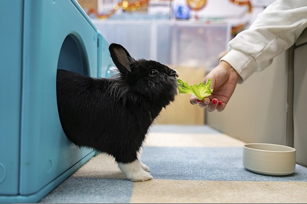 Hong Kong pet rabbits enjoy bunny resort while owners away