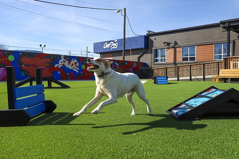 Staff Photo by Olivia Ross  / Ryder plays at the dog park Jan. 20. GoDog Chattanooga, a new dog boarding, day care and social place, is open on West 20th Street.