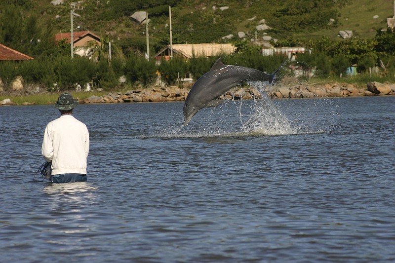 In this 2008 photo, provided by Oregon State University, dolphin jump in front of fishermen at Praia da Tesoura, in Laguna, Brazil. In the seaside city of Laguna, scientists have, for the first time, used drones, underwater sound recordings and other tools to document how people and dolphins coordinate actions and benefit from each other’s labor. The research was published Monday, Jan. 30, 2023, in the Proceedings of the National Academy of Sciences. (Dr. Fábio G. Daura-Jorge/Universidade Federal de Santa Catarina via AP)