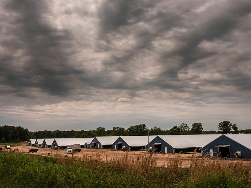 Poultry barns for a Tyson Foods industrial chicken farm are seen in Weakley County. At least 267,000 chickens have been killed and will be left to “compost” for up to a month because of avian flu. / Lookout Photo by John Partipilo