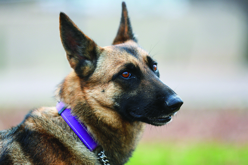 Journey Home German Shepherd Dog Rescue specializes in rehoming German Shepherd dogs to families throughout Missouri.