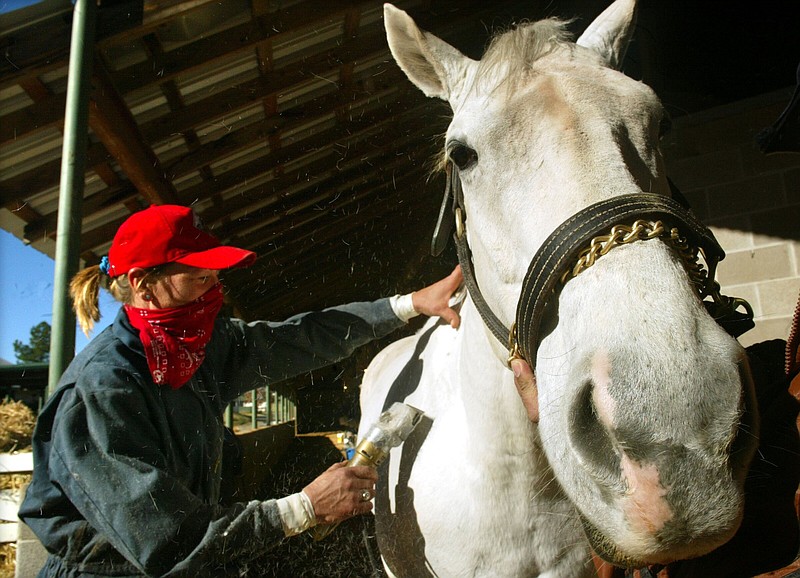 Chindi, the 1998 Count Fleet Sprint Handicap winner, died Thursday at age 29 according to the grandson of owner Carol Ricks.
(Sentinel-Record file photo)