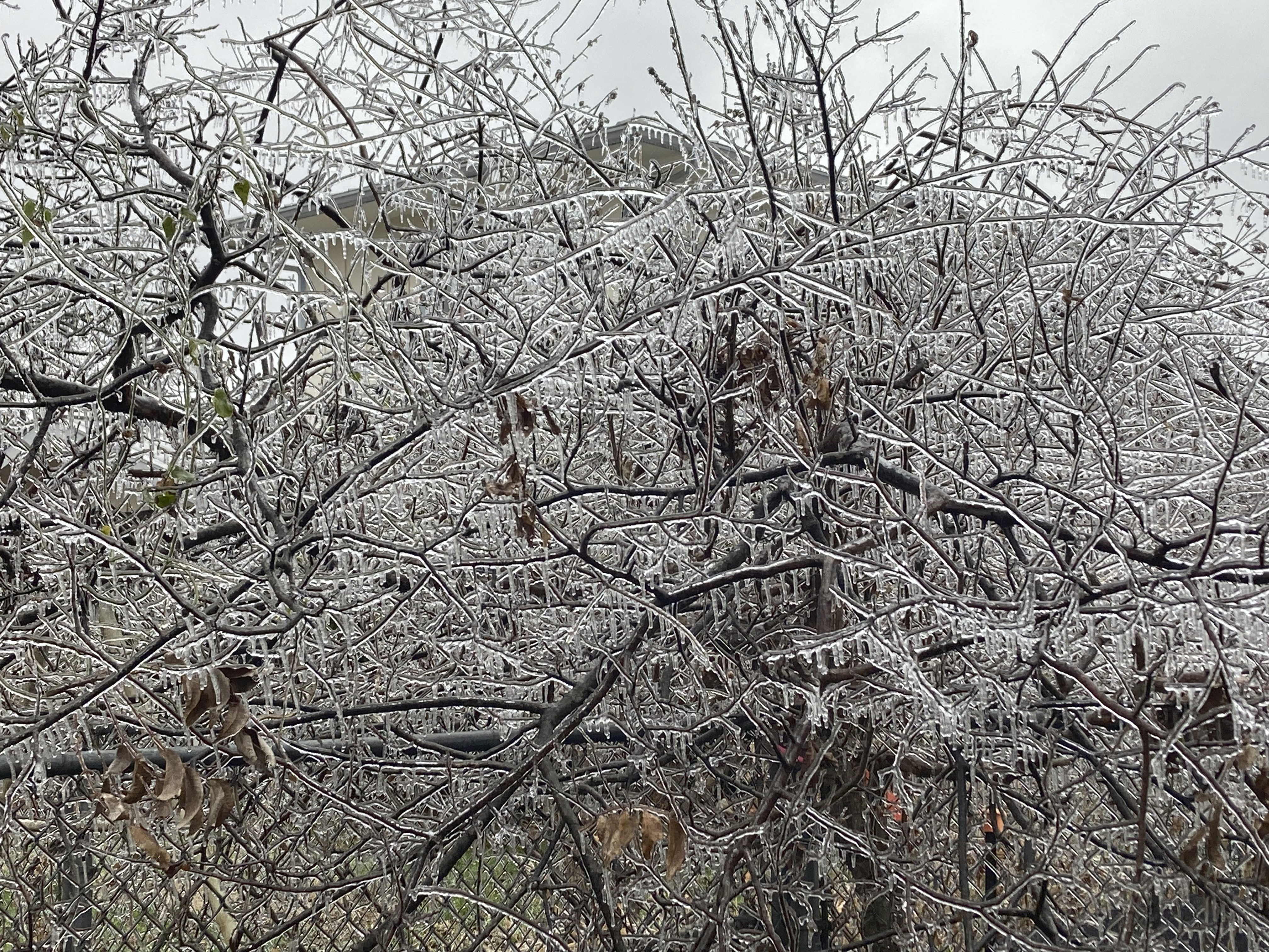 Ice coats trees at an Austin, Texas, home, Wednesday, Feb. 1, 2023. A storm knocked out power for a third of the city. Even as temperatures finally pushed above freezing in Austin — and were expected to climb past 50 degrees (10 Celsius) on Friday — the relief will be just in time for an Arctic front to drop from Canada and threaten northern states. (Andrea Ball/Houston Chronicle via AP)