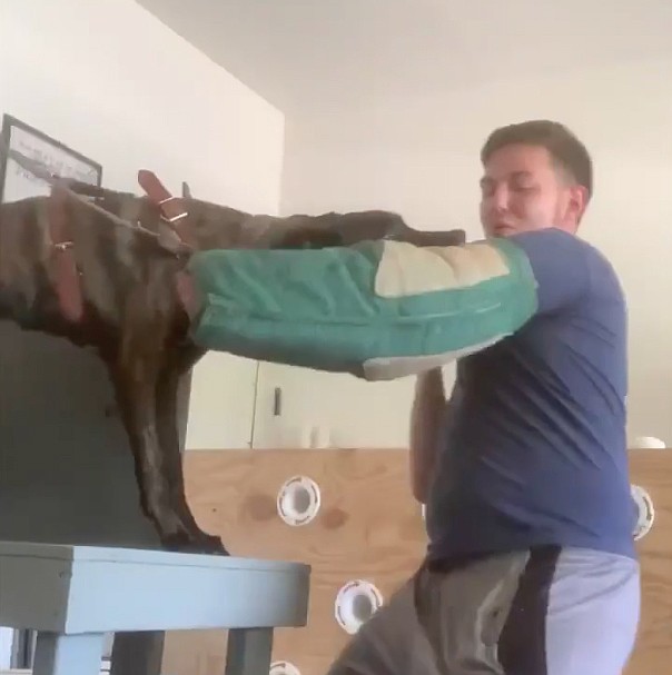 Dog trainer defends bite training as sport; veterinarian contends practice raises safety concerns