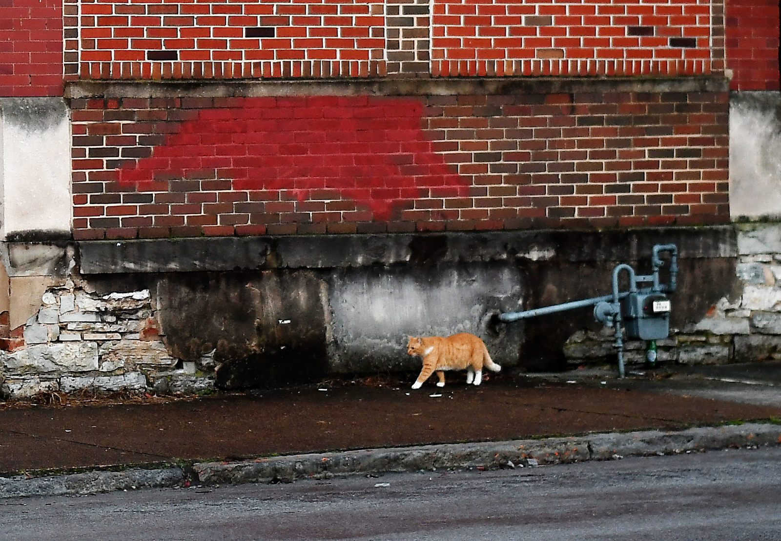 Staff Photo by Robin Rudd / Before dawn a cat makes it's way along Rossville Avenue on February 21, 2023.