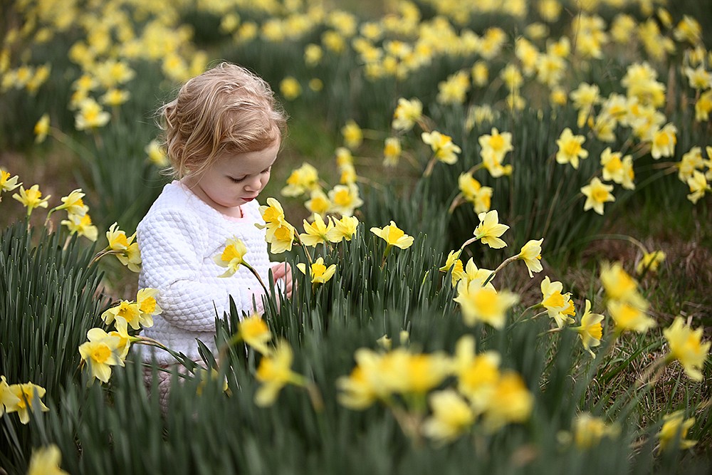 45th annual Wye Daffodil Festival The Arkansas DemocratGazette