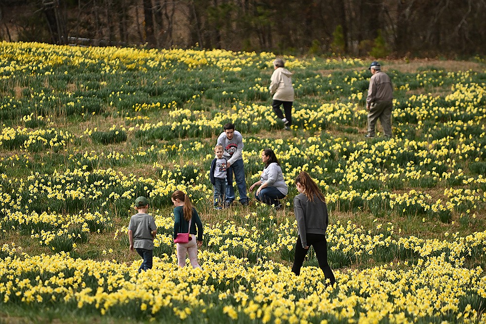 45th annual Wye Daffodil Festival The Arkansas DemocratGazette