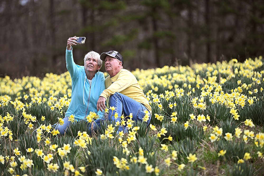45th annual Wye Daffodil Festival The Arkansas DemocratGazette