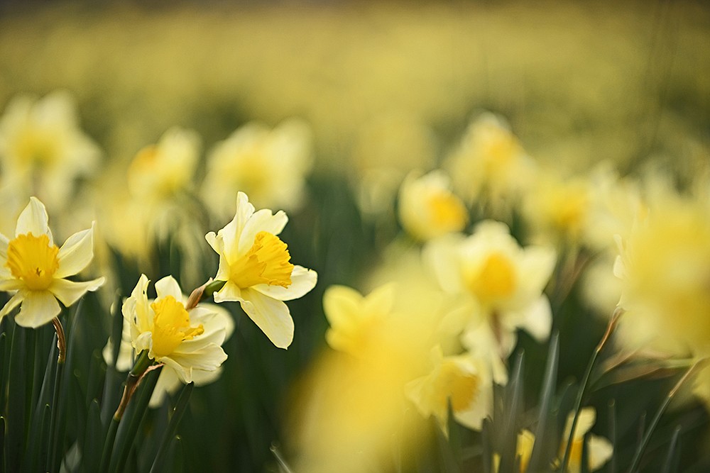 45th annual Wye Daffodil Festival The Arkansas DemocratGazette