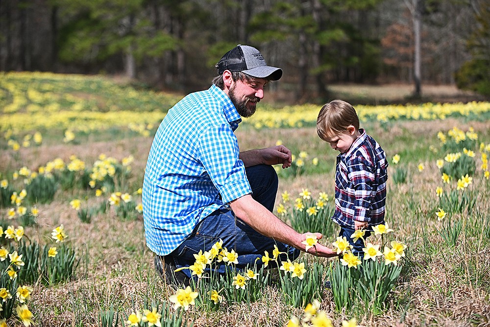 45th annual Wye Daffodil Festival The Arkansas DemocratGazette