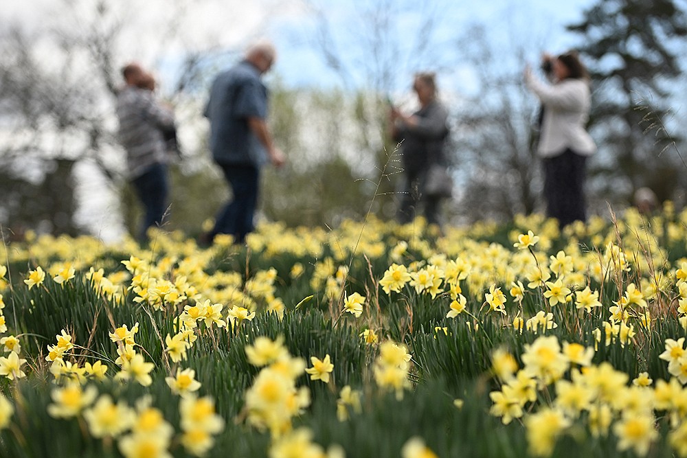 45th annual Wye Daffodil Festival The Arkansas DemocratGazette