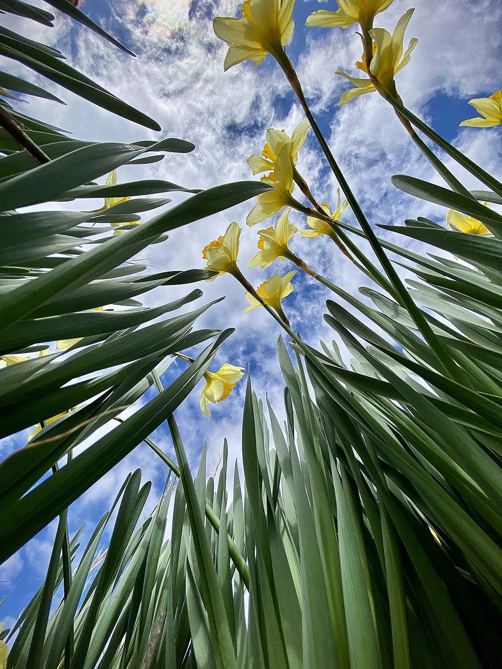 45th annual Wye Daffodil Festival The Arkansas DemocratGazette