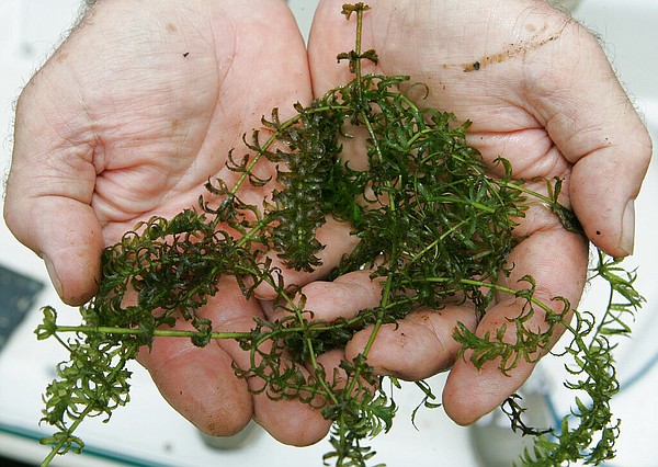 Central Arkansas Water approves initial .5 million herbicide blitz targeting invasive aquatic plant in Lake Maumelle