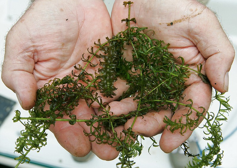 Boyd Strain holds a handful of hydrilla after extracting the weed from Lake Gaston near Boydton, Va., in this July 6, 2005 file photo. Hydrilla, an invasive aquatic weed, has long frustrated homeowners, fishers and boaters. (AP/Gerry Broome)