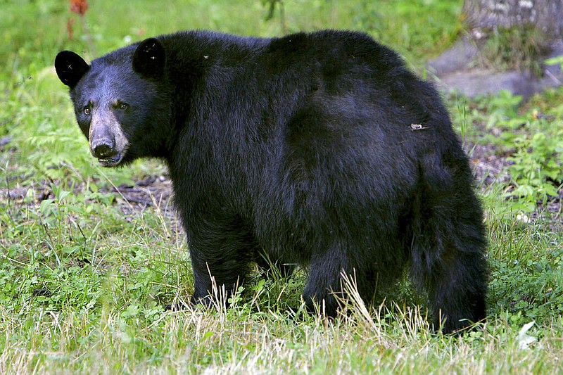 A black bear walks across the ground in this Aug. 1, 2007 file photo. (AP/Cheryl Senter)