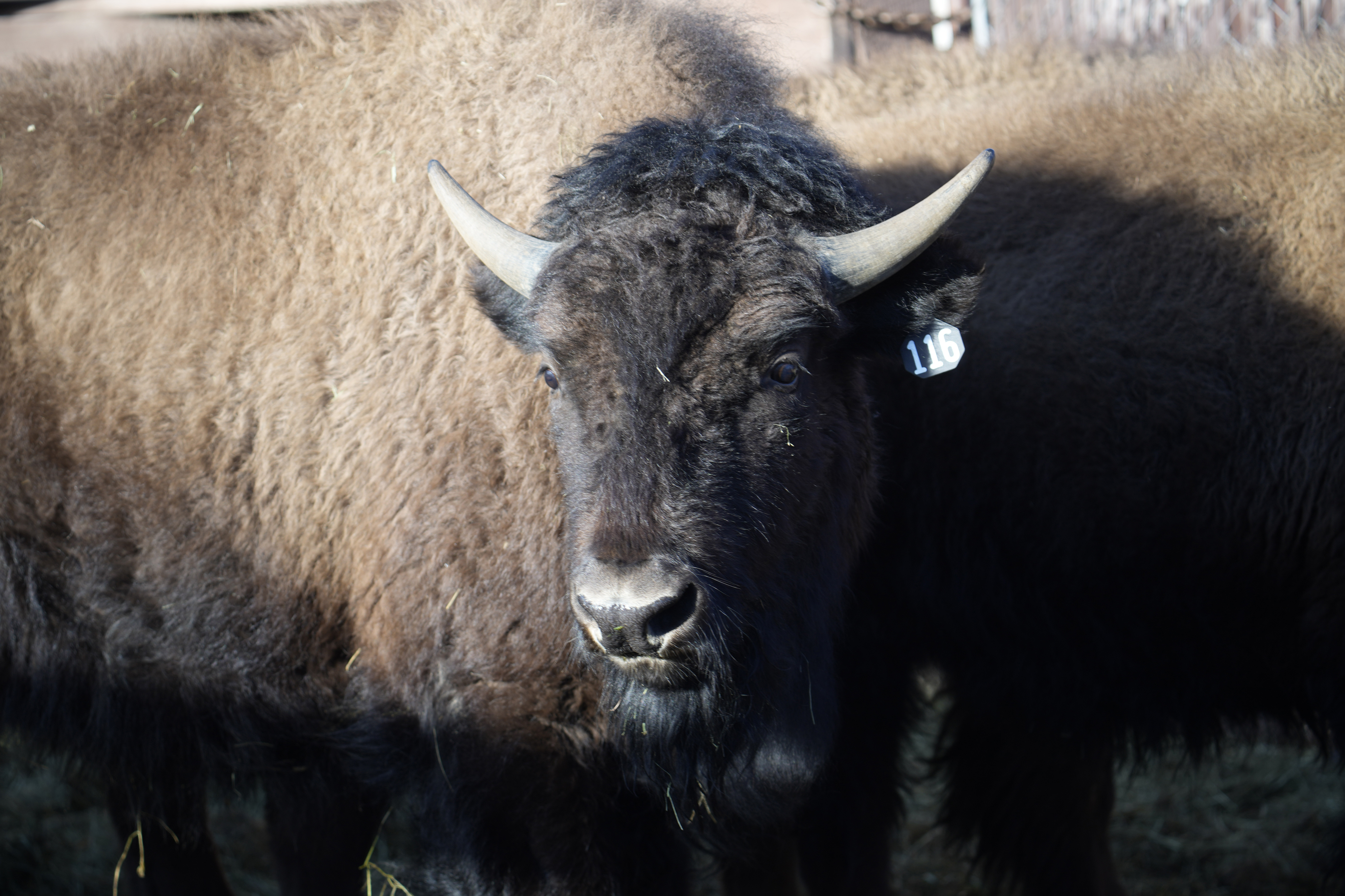 One of the 35 Denver Mountain Park bison stands in a corral as it waits to be transferred to representatives of four Native American tribes and one memorial council so they can reintroduce the animals to tribal lands Wednesday, March 15, 2023, near Golden, Colo. (AP Photo/David Zalubowski)
