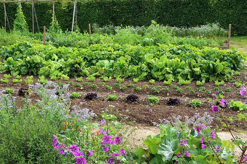 Vegetable garden / Getty Images