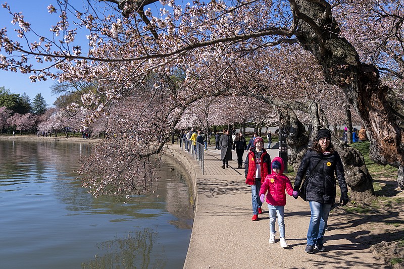 A family walks among cherry blossom trees that have begun to bloom, Monday, March 20, 2023, along the tidal basin in Washington, on the first day of the National Cherry Blossom Festival. (AP Photo/Jacquelyn Martin)