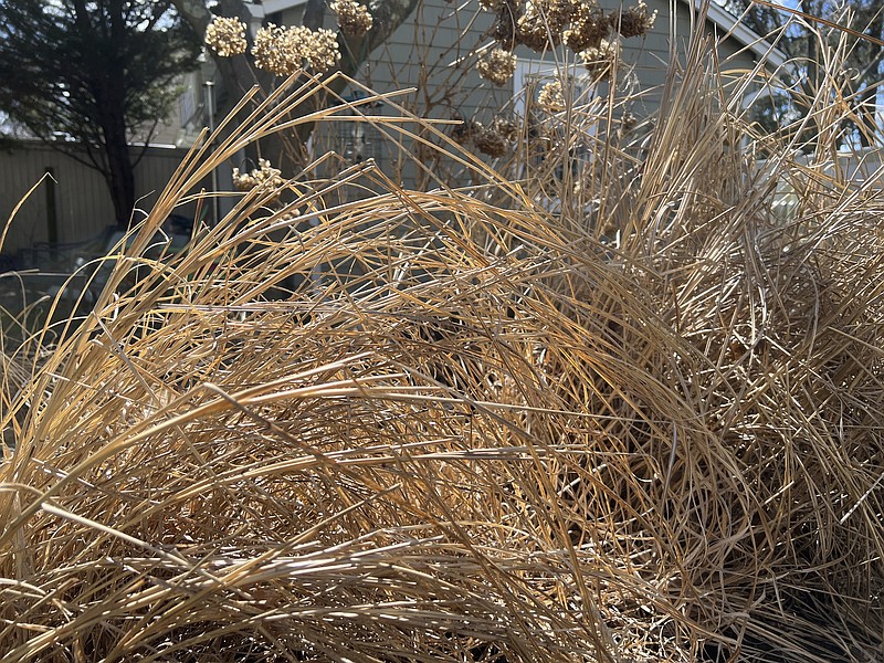 This March 15, 2023, photo provided by Jessica Damiano shows ornamental grasses left standing in her Long Island, N.Y. garden over winter. The dead foliage provides shelter for hibernating pollinators and other insects until they emerge from dormancy and resume their lifecycles in mid to late spring. (Jessica Damiano via AP)