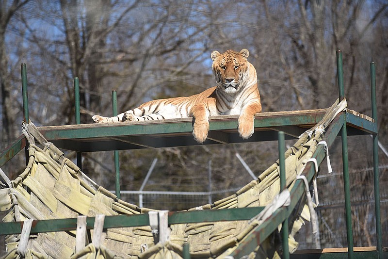 A lion-tiger hybrid basks in the sunshine in March 2022 at Turpentine Creek Wildlife Refuge south of Eureka Springs. The refuge will soon add 35 more animals when Big Cat Rescue of Tampa, Fla., transfers an assortment of tigers, bobcats and lynx.
(NWA Democrat-Gazette/Flip Putthoff)