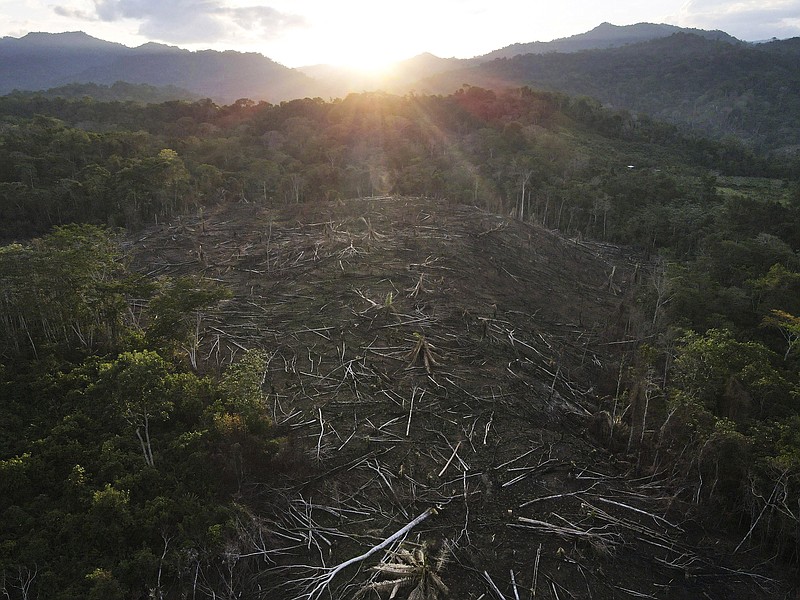 FILE - Cut down trees lie within view of the Cordillera Azul National Park in Peru's Amazon, Monday, Oct. 3, 2022. Analysis by independent experts and reporting by The Associated Press raise doubts about whether a program to sell carbon credits is delivering on its promise to stop deforestation in the park and balance out carbon emissions by the companies buying the credits. (AP Photo/Martin Mejia, File)