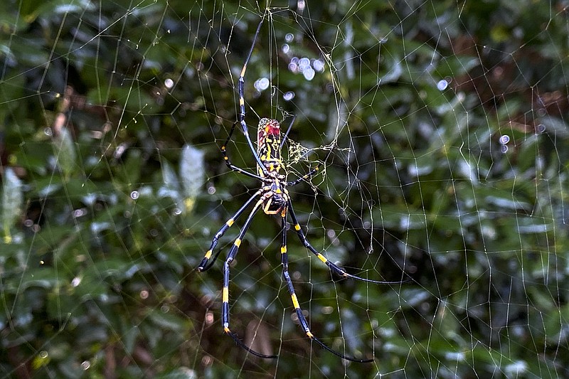 The joro spider, a large spider native to East Asia, is seen in Johns Creek, Ga., on Sunday, Oct. 24, 2021. (AP Photo/Alex Sanz)