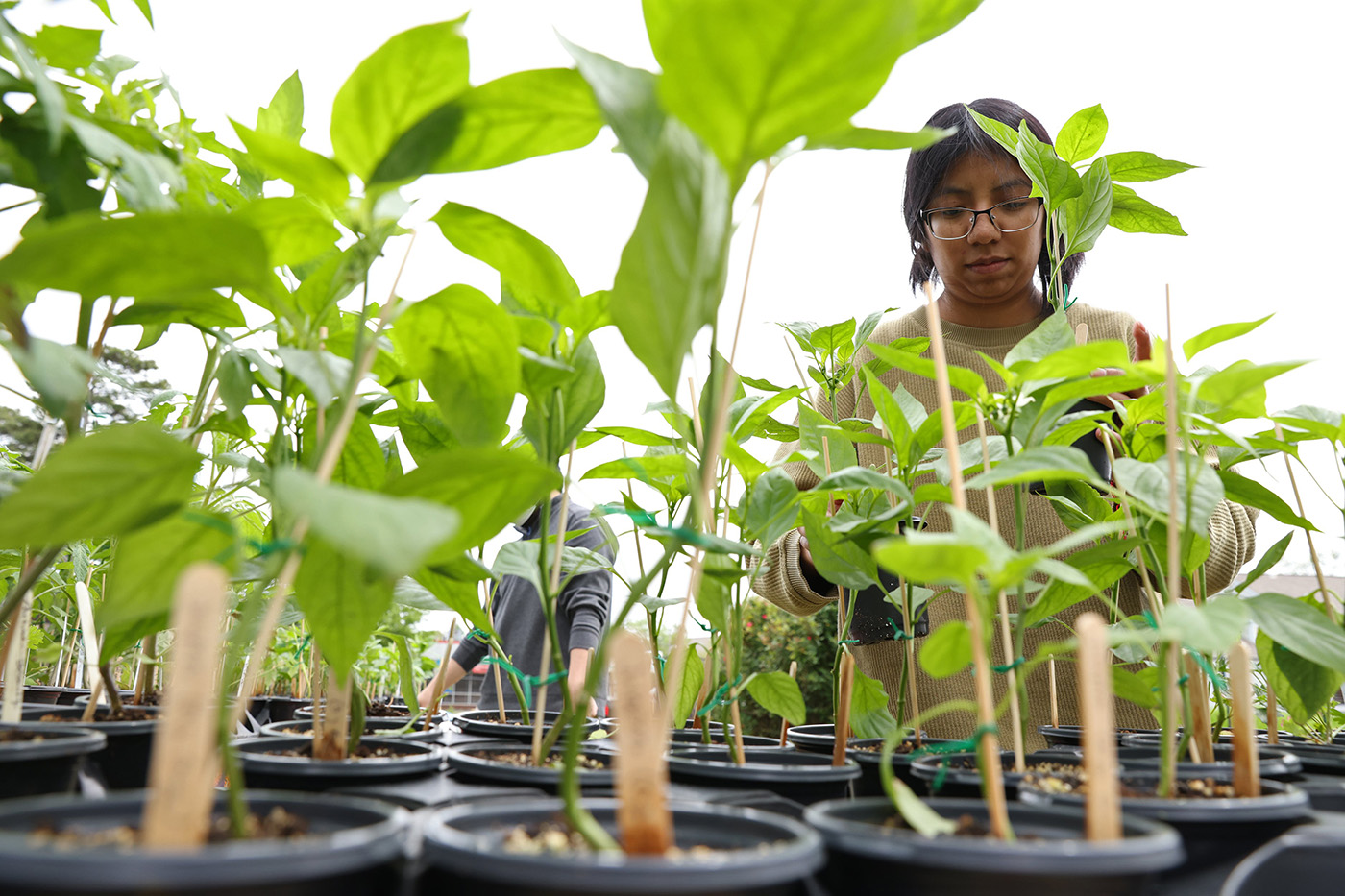 Arkansas growers gear up for planting season