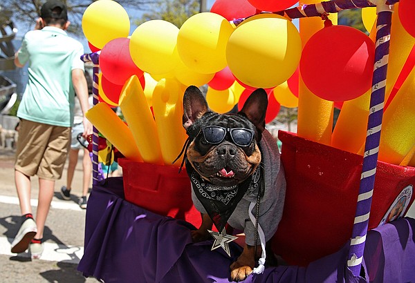 Barkus on Main coming back to delight of dogs and humans - Vimarsana News