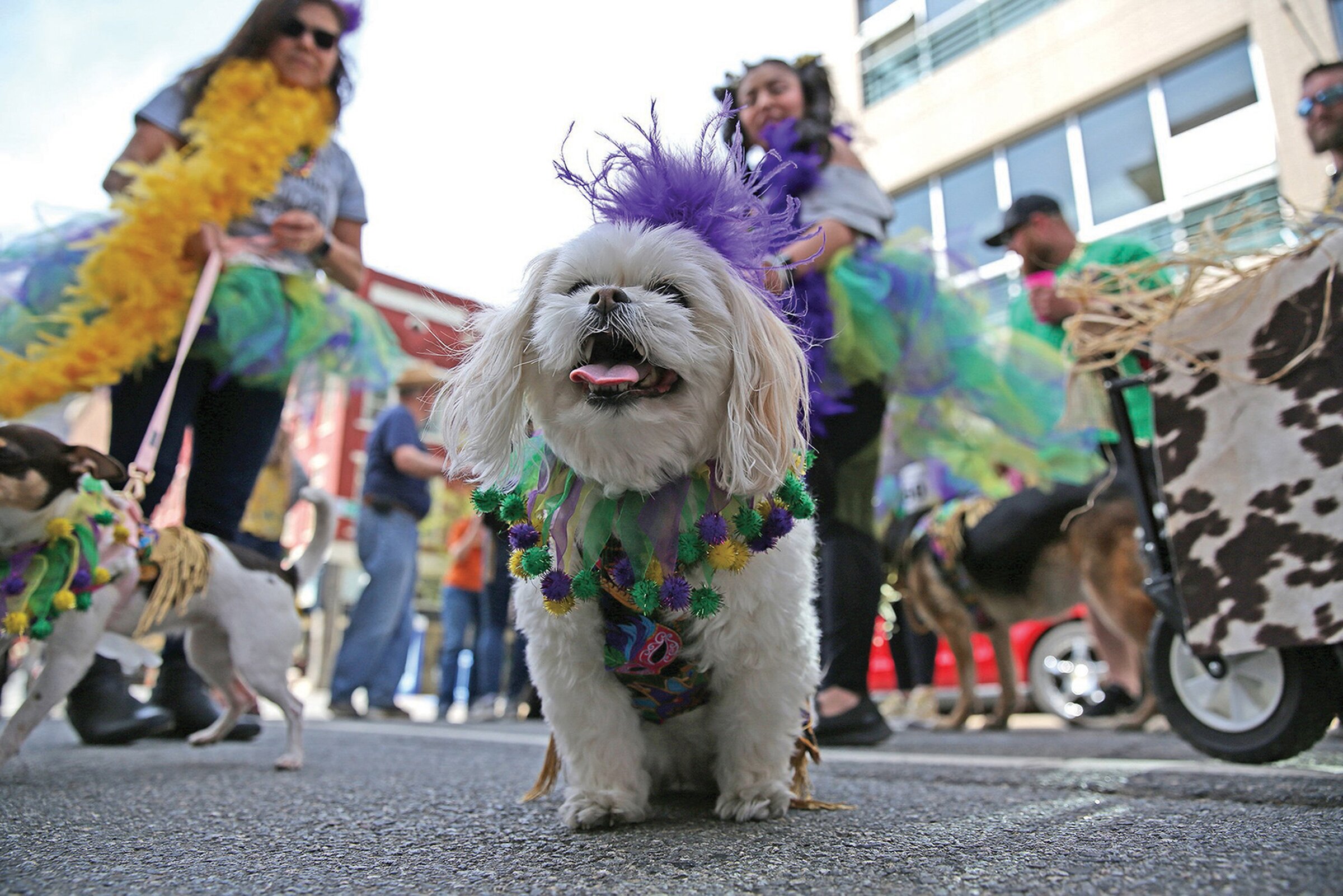 Barkus on Main coming back to delight of dogs and humans The Arkansas