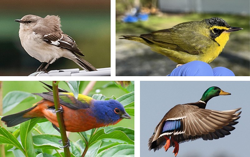 A mockingbird (top left) sings in downtown Little Rock in a December 2017 file photo. The Cornell Lab of Ornithology suggests the Kentucky warbler (top right) replace it as Arkansas' state bird. Others want to bestow the honor on the painted bunting (lower left) or the mallard. (Clockwise from top left: Democrat-Gazette file photo; Arkansas Democrat-Gazette/Alyson Hoge; Mike Wintroath/Arkansas Game and Fish Commission; Special to the Democrat-Gazette/Terry Stanfill)