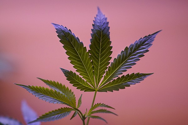 Part party part call to action A look at pot holiday 420  Chattanooga Times Free Press Part party part call to action A look at pot holiday 420  Chattanooga Times Free Press