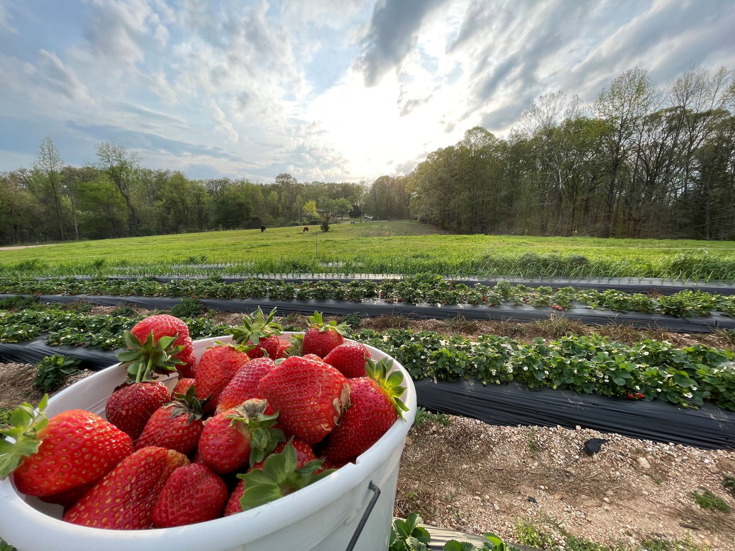 Chill a worry for strawberries