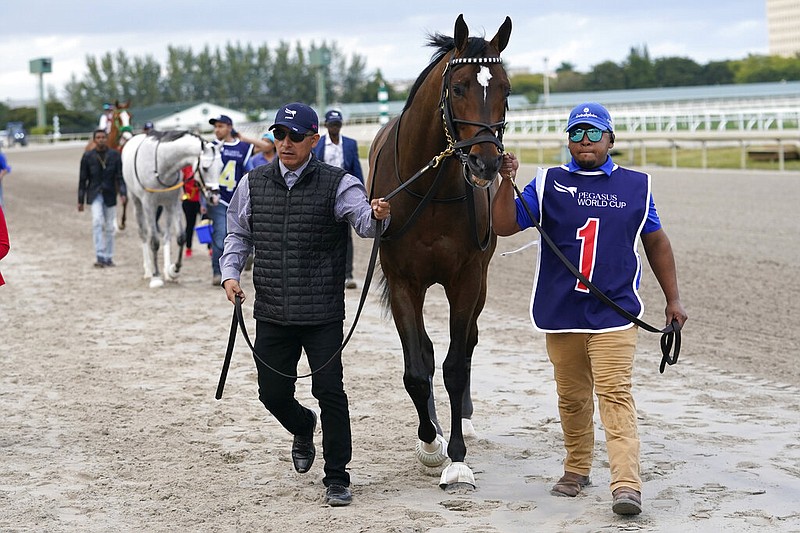 The horse Proxy (1) is led down the track at Gulfstream Park in Hallandale Beach, Fla., in this Jan. 28, 2023 file photo. (AP/Lynne Sladky)