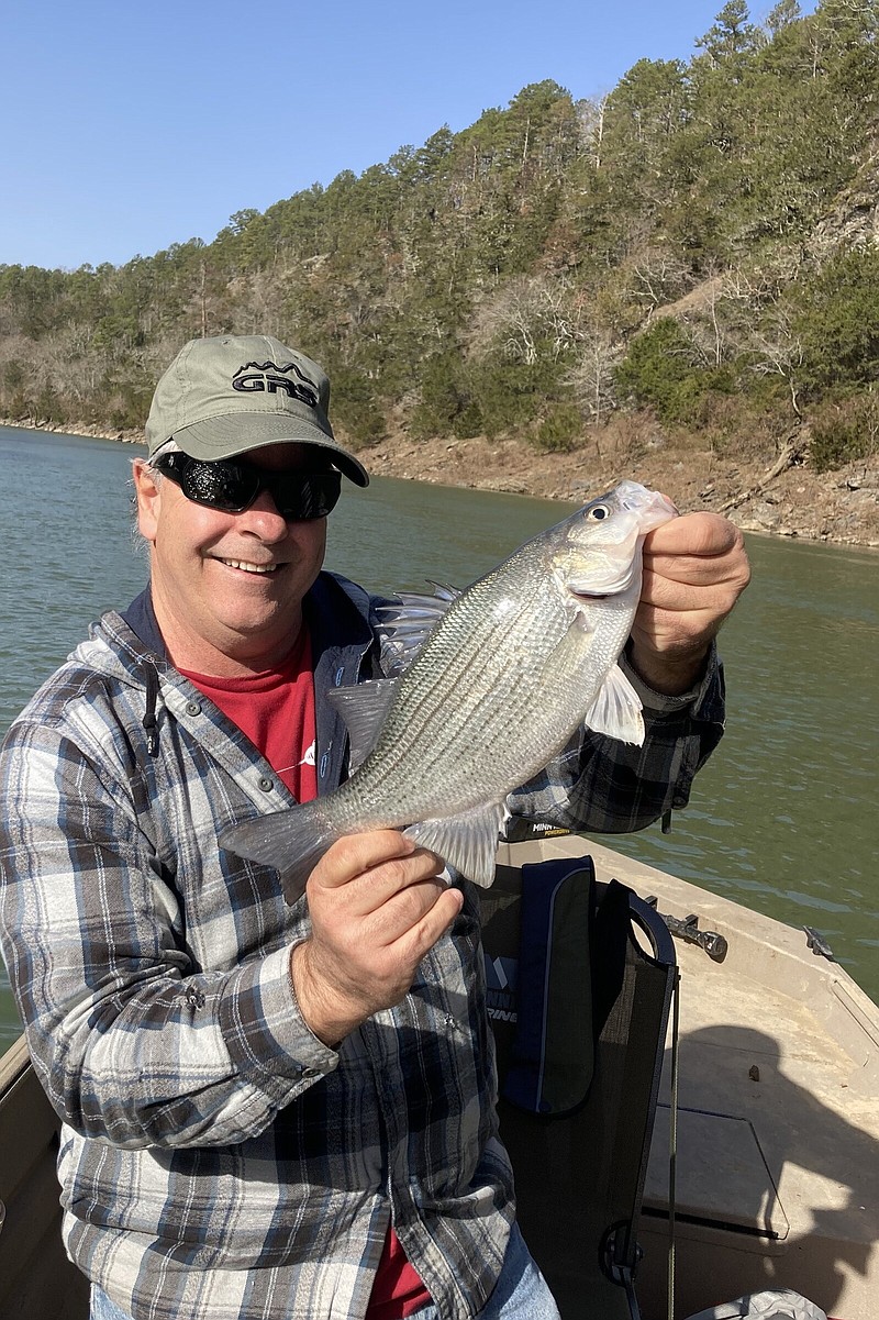 White bass, like this one caught by the author on the Ouachita River, inhabit most of the state’s lakes and rivers.
(Arkansas Democrat-Gazette)