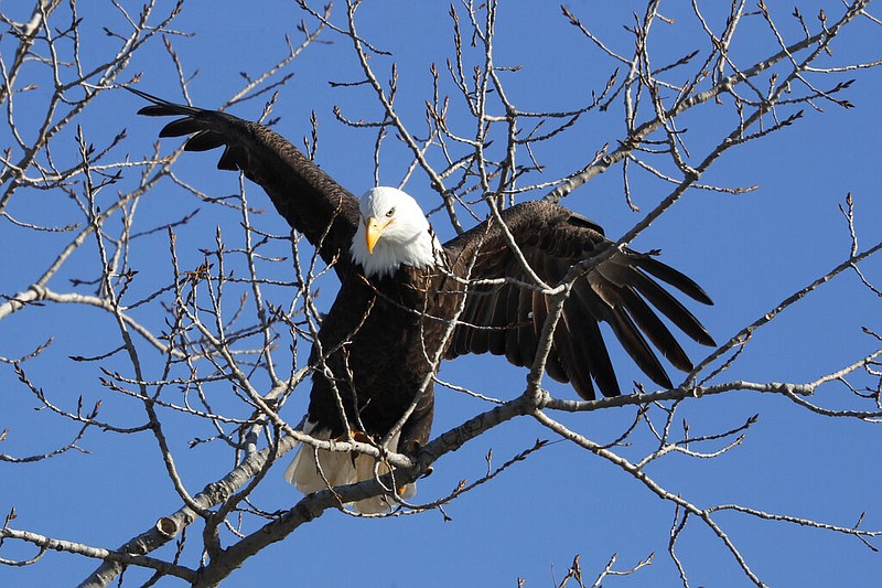 A bald eagle lands in a tree overlooking the Des Moines River in Des Moines, Iowa, in this Feb. 6, 2020 file photo. (AP/Charlie Neibergall)