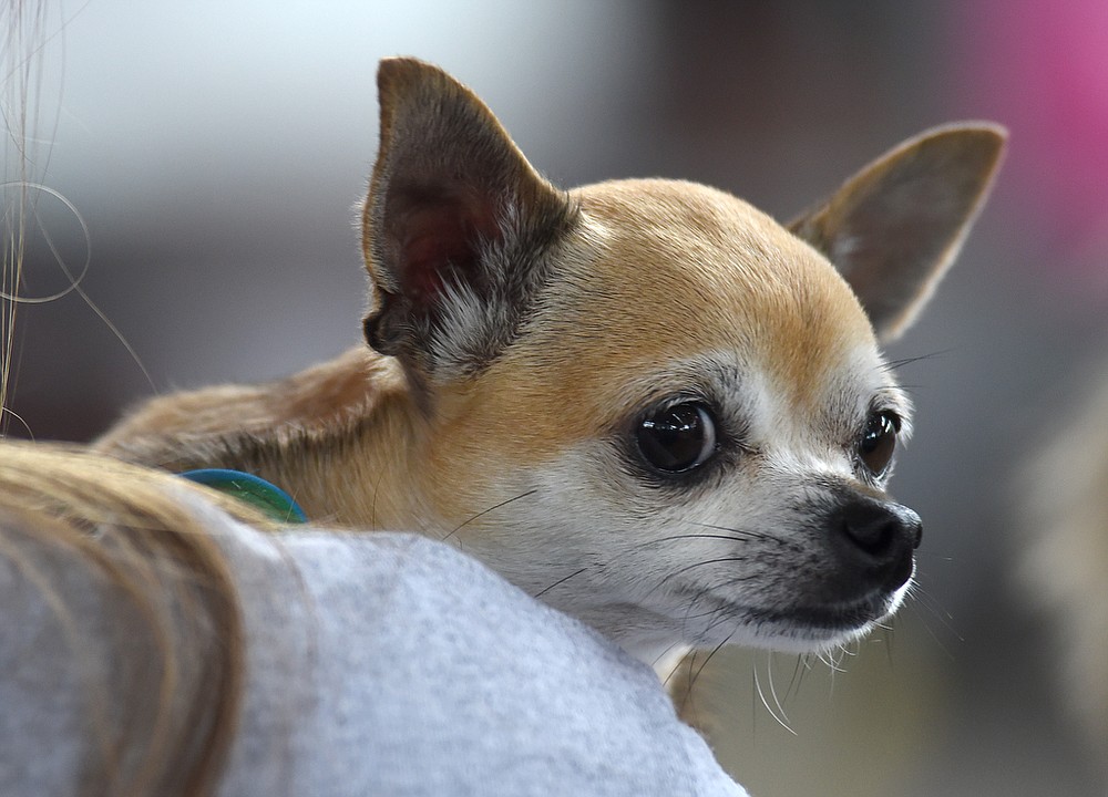 14th Annual Running of the Chihuahuas | Chattanooga Times Free Press